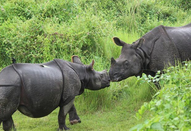 chitwan-national-park.jpg