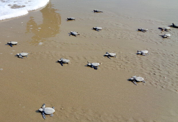 mayabundar-turtle-nesting-port-blair.jpg