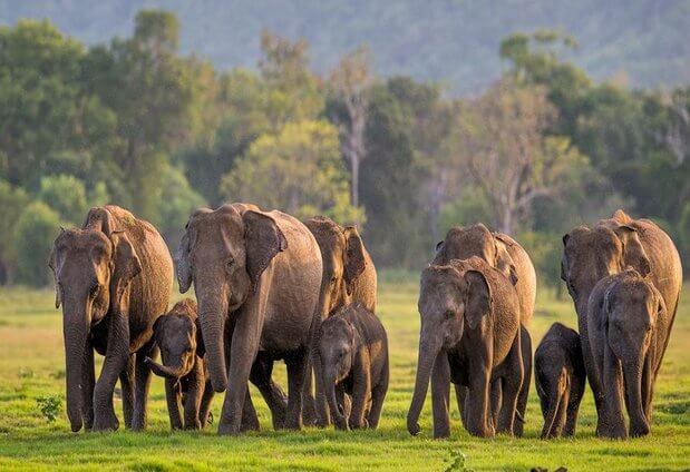 minneriya-national-park.jpg