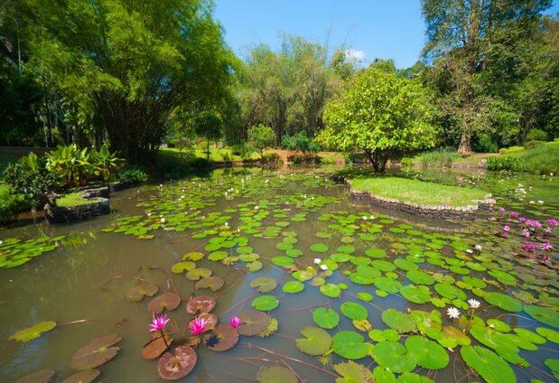 peradeniya-gardens.jpg