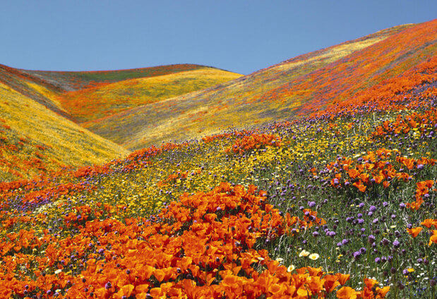 valley-of-flowers.jpg