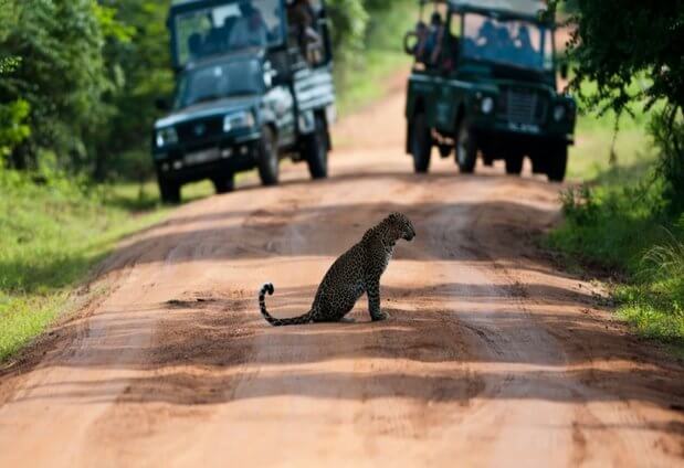 yala-national-park.jpg